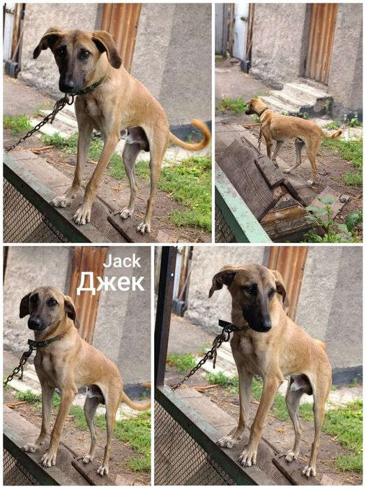 Щенок ищет хозяина !