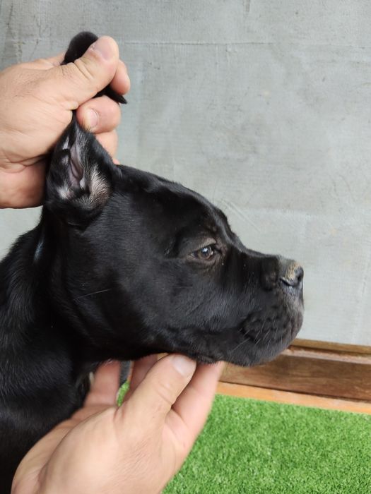 Cane Corso Italiano