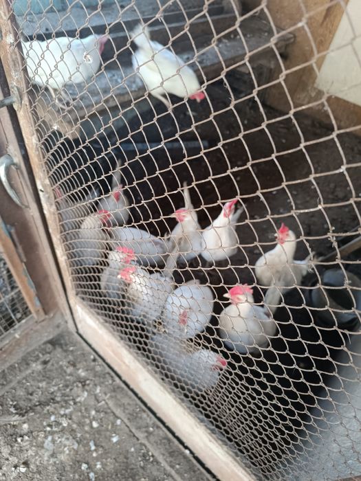 Куры породы Легорн