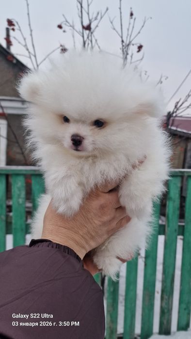 Продам шикарных щенков шпица, рассрочка каспи.