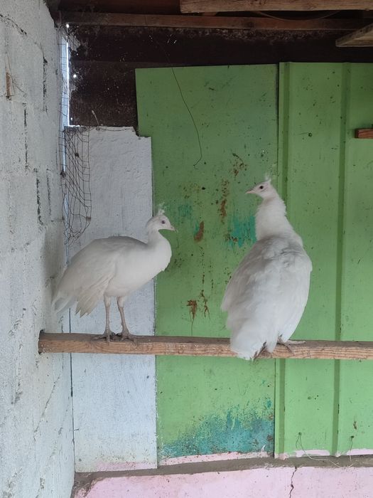 Ак павлин сатылады