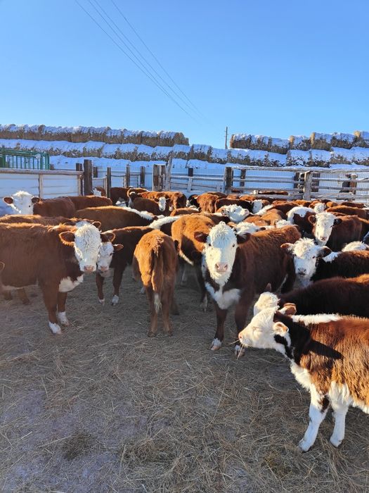 Ақбас подсостар сатылады. Ұрғашы.