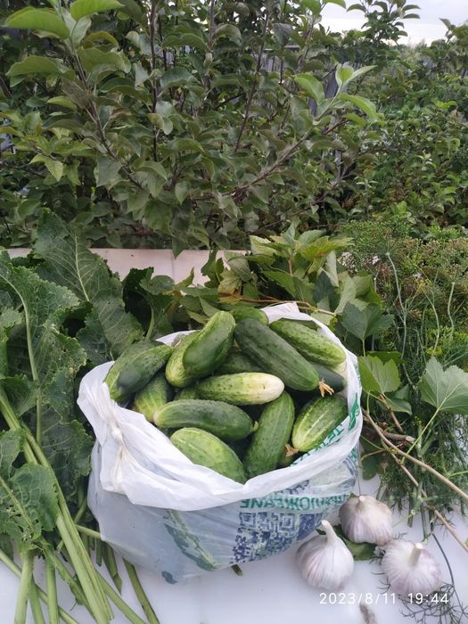 Продам огурцы дачные
