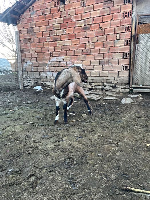 Млад  пърч продава или заменя