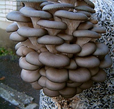 Грибы Вешенки. Продаетсья грибы Вешенки!