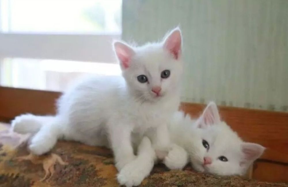 БелоСнежныE коТятA