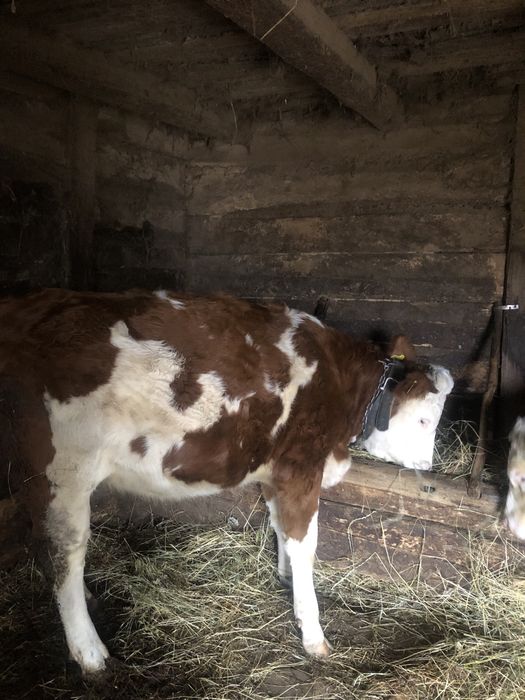 Junincă de vânzare