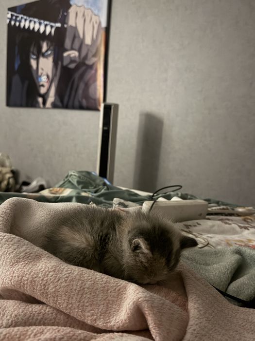Котенок отдам в добрые руки