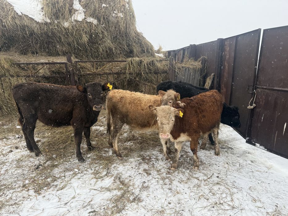 Продам телки 10 месяцев