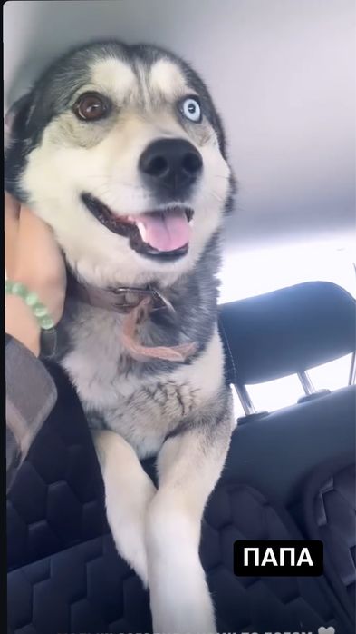 Щенки-> Помесь хаски и лайки