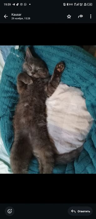 Russian blue 4мес