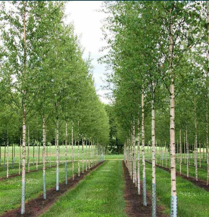 Adaugă Farmec cu Mesteacani în Grădina Ta!