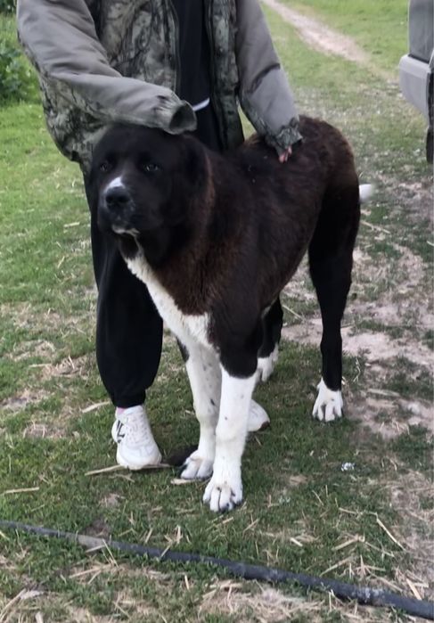 Щенки Алабая кушыктер Алабай