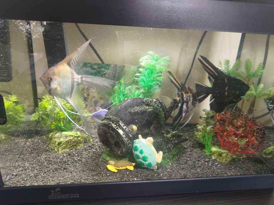 Acvariu Diversa 25 l