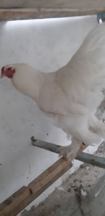 Ок товуклар тухуми сотилади