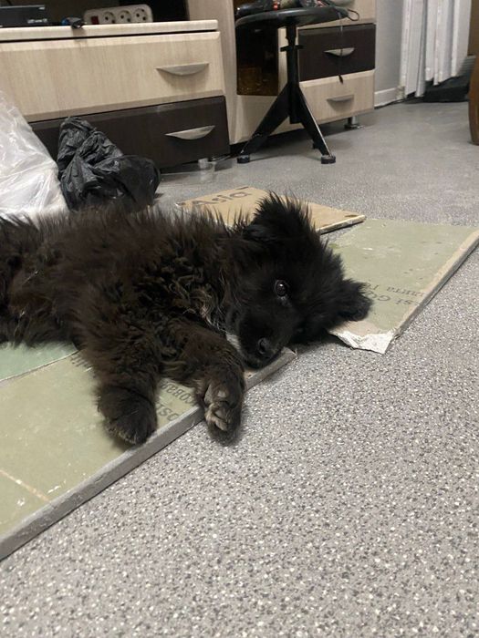 Щенки в добрые руки