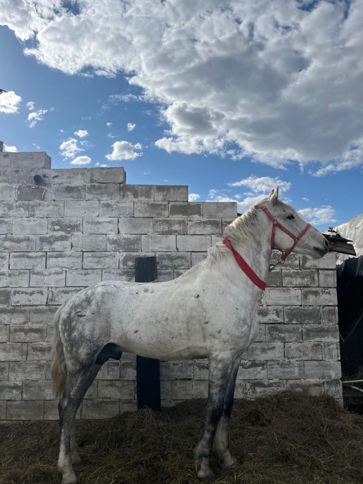 Айғыр, айгыр, жеребец сатылады