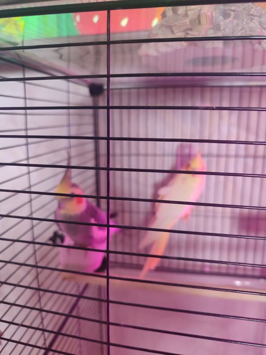 Продам двух попугаев