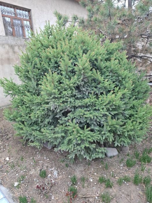 Елка широкая очень