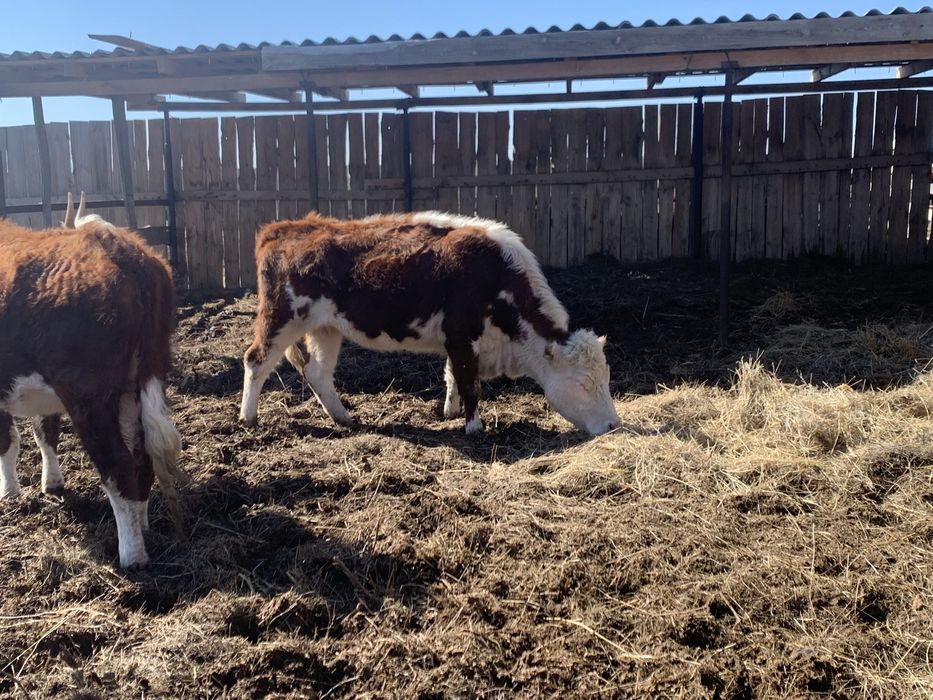 Кашар сатам 2,5 жаста қысыр