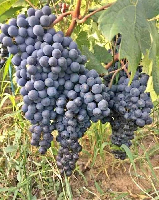 Vindem struguri de vin cu transport la domiciliu în jud. Olt, pret de producator