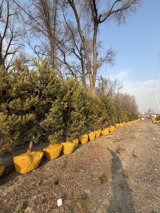 Сосна обыкновенная