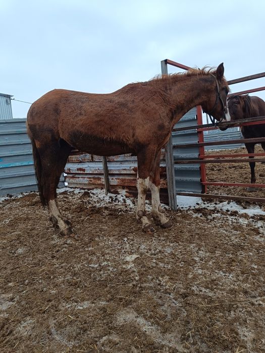 Продам жеребчика 2 летка