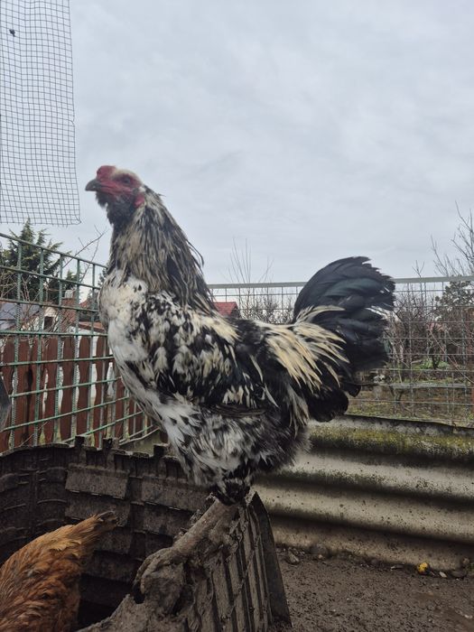 Vând 2 cocoși ameraucana din 2025