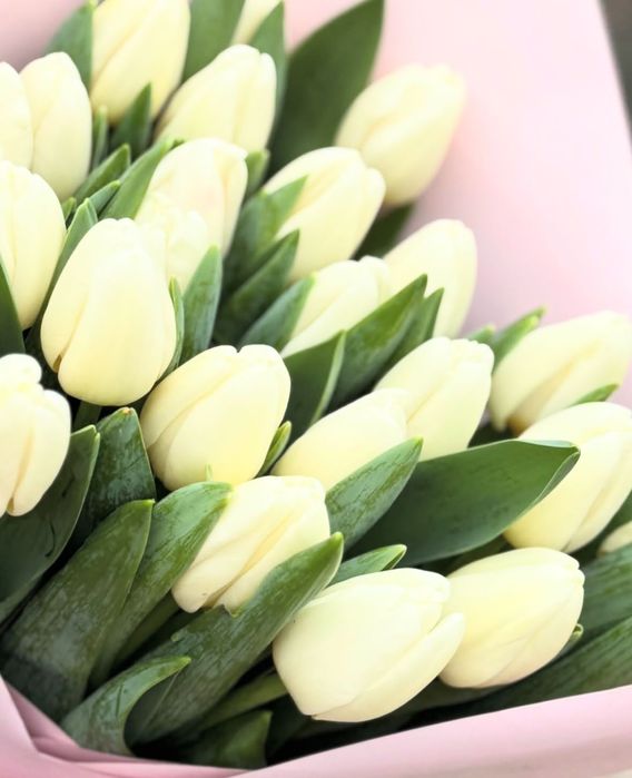 Тюльпан на 8 марта