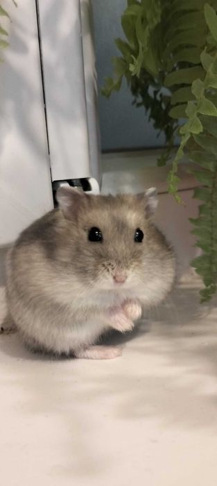 Pui de hamster foarte blânzi și frumoși animale de companie