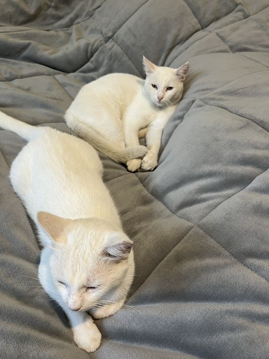 Motănei albi spre adopție