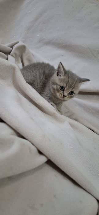 Шотландские котята скоттиш страйт