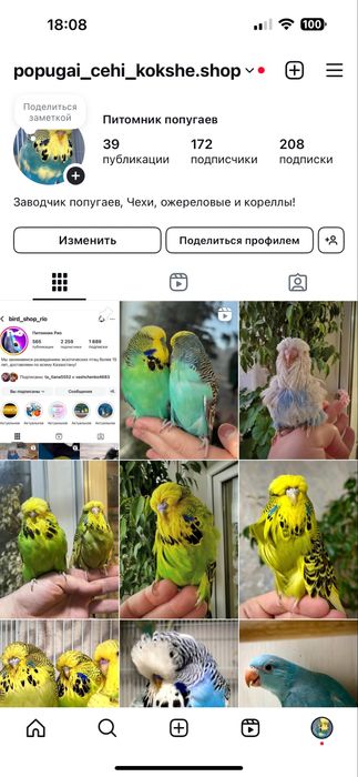 Корелла попугай