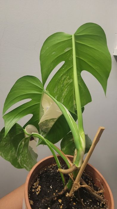 Монстера Альба с отличным варом.