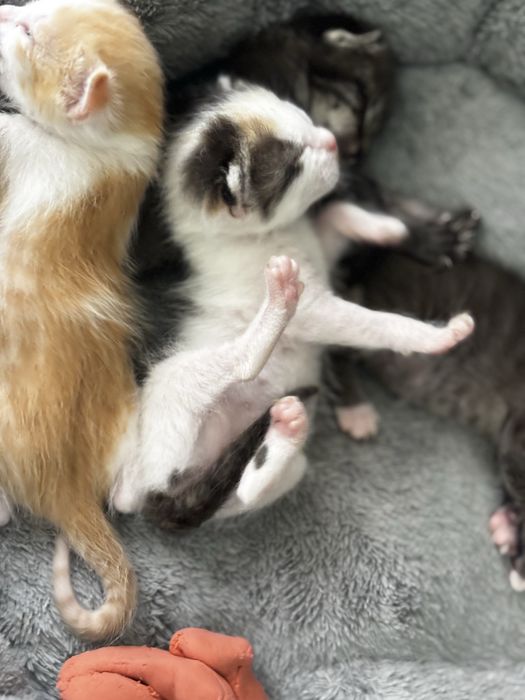 Котятки маленькие
