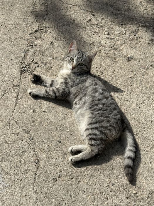 Котята 10 месяцев