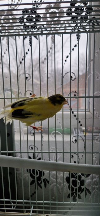 Canari de cantec