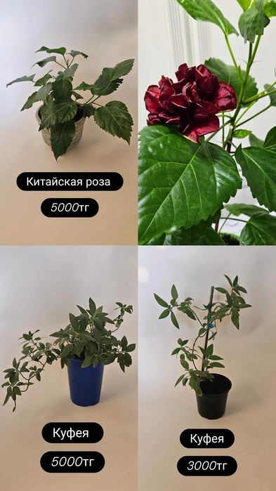 Растения для дома и офиса