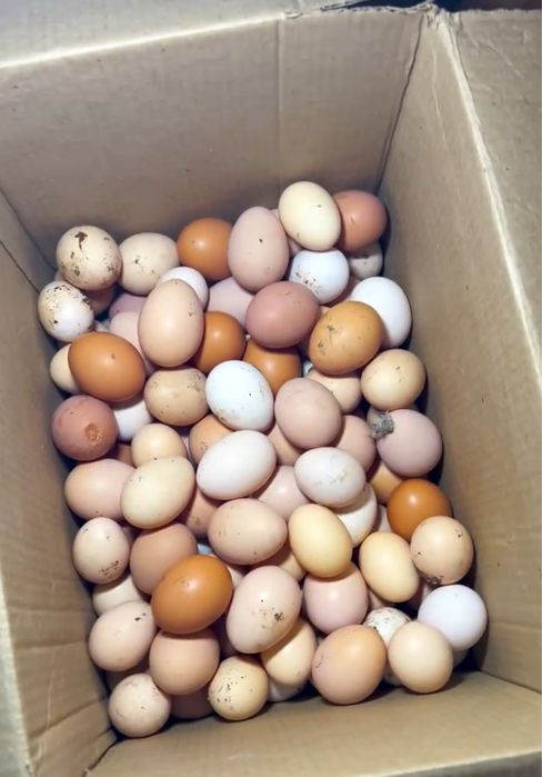 Яйца для инкубатора