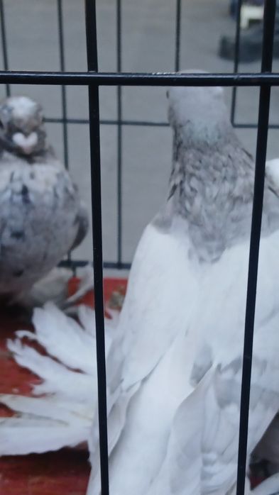 Две голубки пепельная и гульсарка