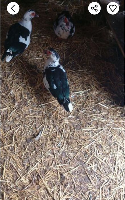 Vând iepurii de casă