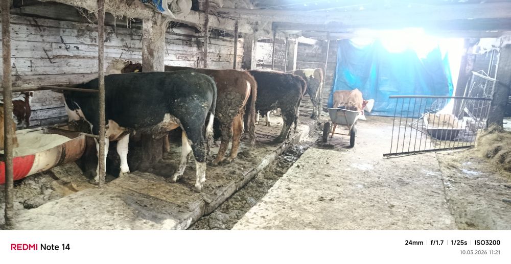 Кос мясо бычки откорм с дома ет