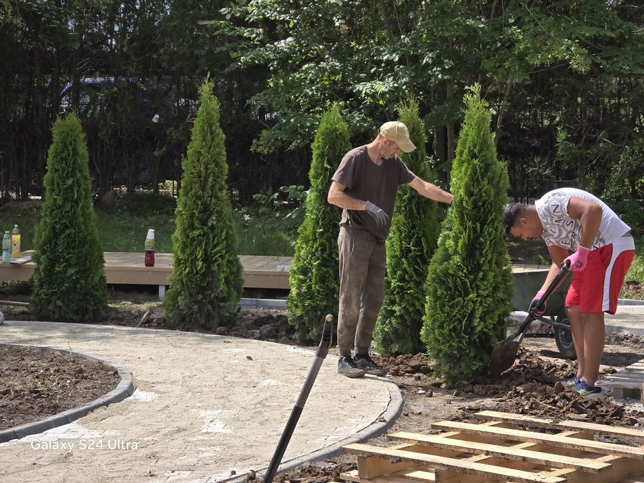 Tuia smaragd super preț