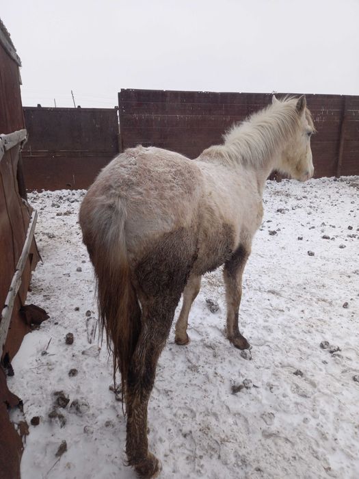 жеребчик с откорма