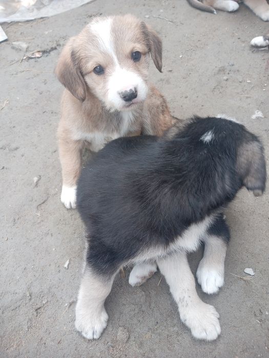 Собачка продаётся