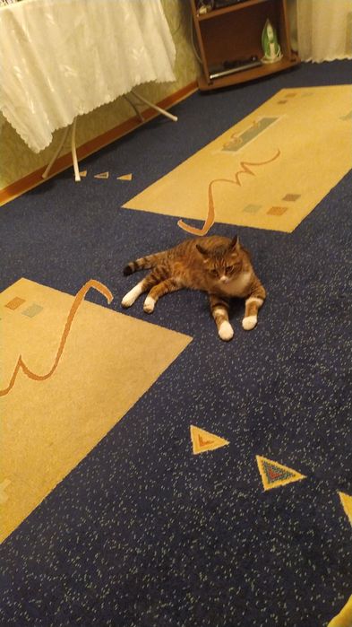 Отдам в хорошие руки
