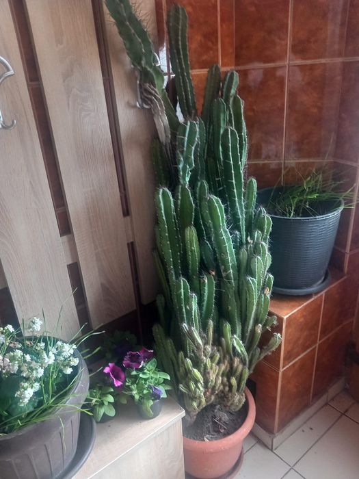 Cactus planta suculentă