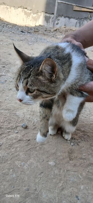 Yahshi qaraydigan oylaga