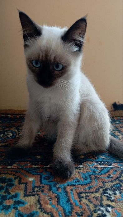 Продаётся котята. Мама сиамская порода. Mushukchalar sotiladi.
