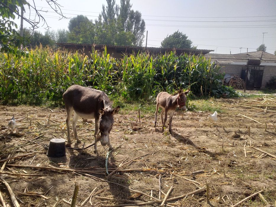 эшак сотилади она бола иккаласихам ургочи нархи